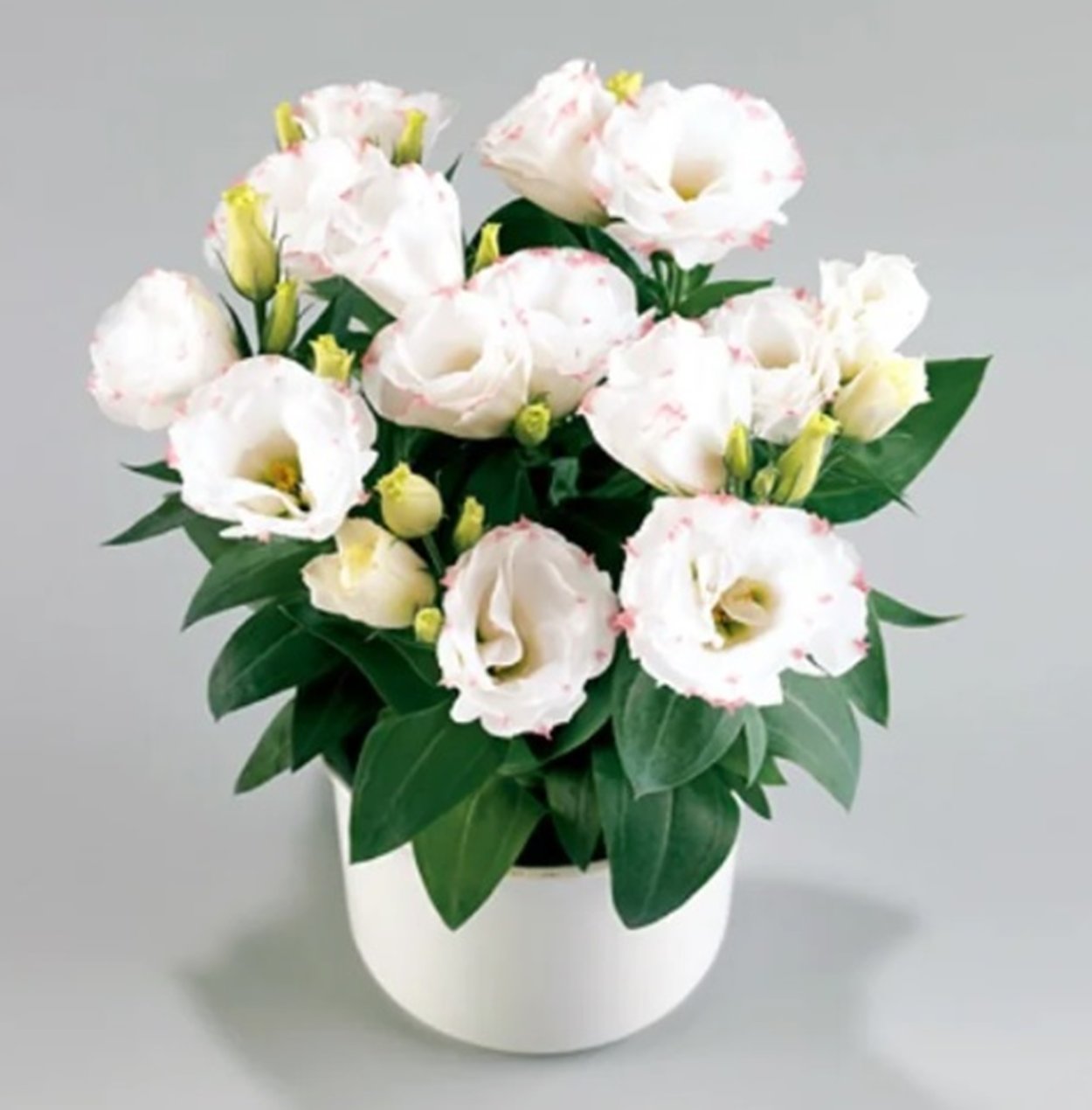 Фиолетовый букет