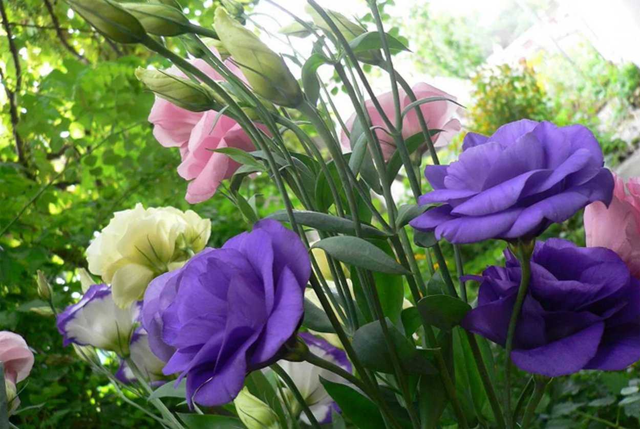 Эустома махровая Пинк