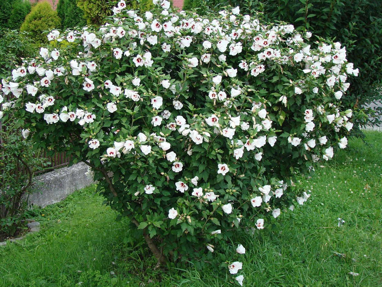 Гибискус сирийский кустарник