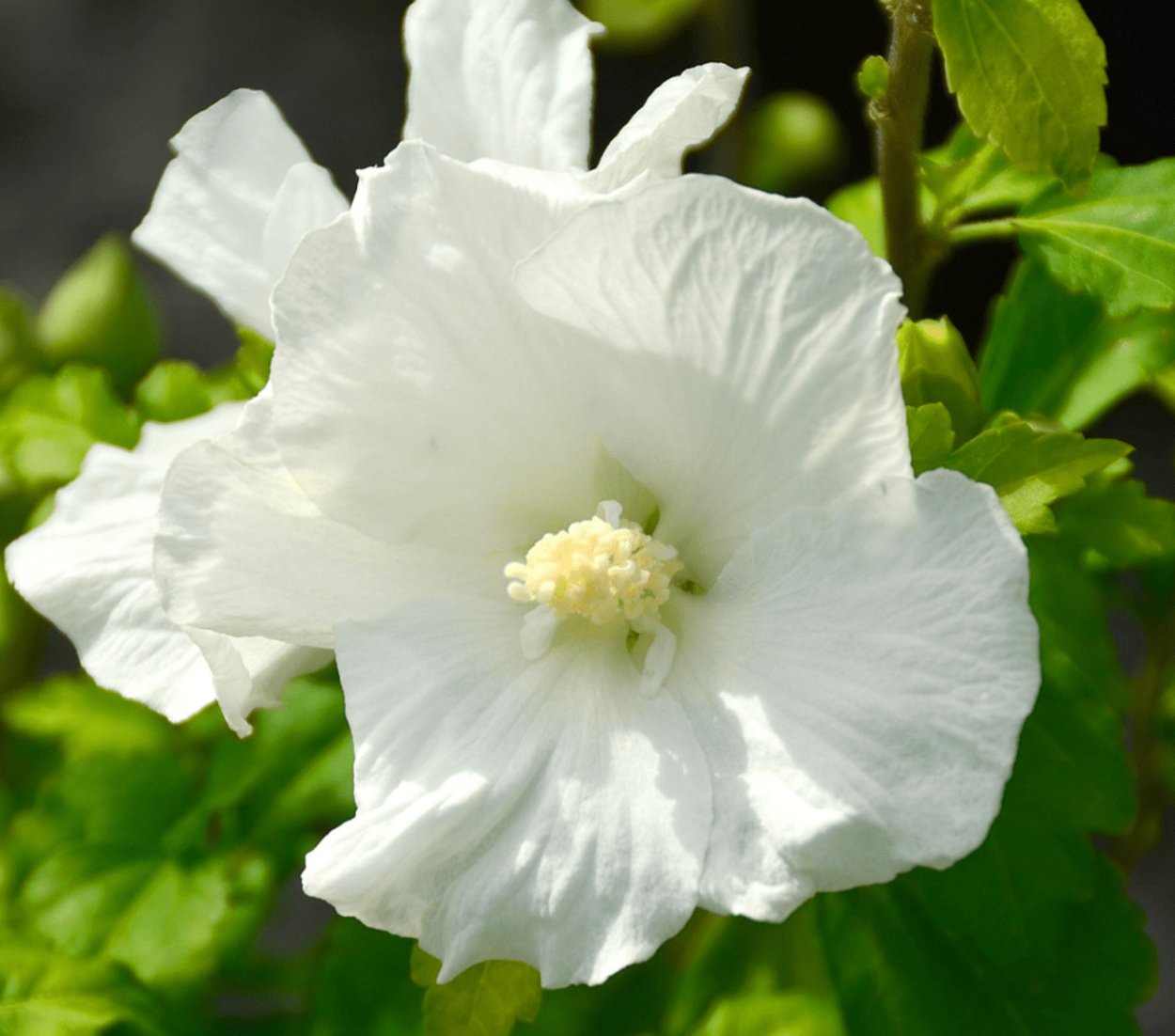 Гибискус Diana