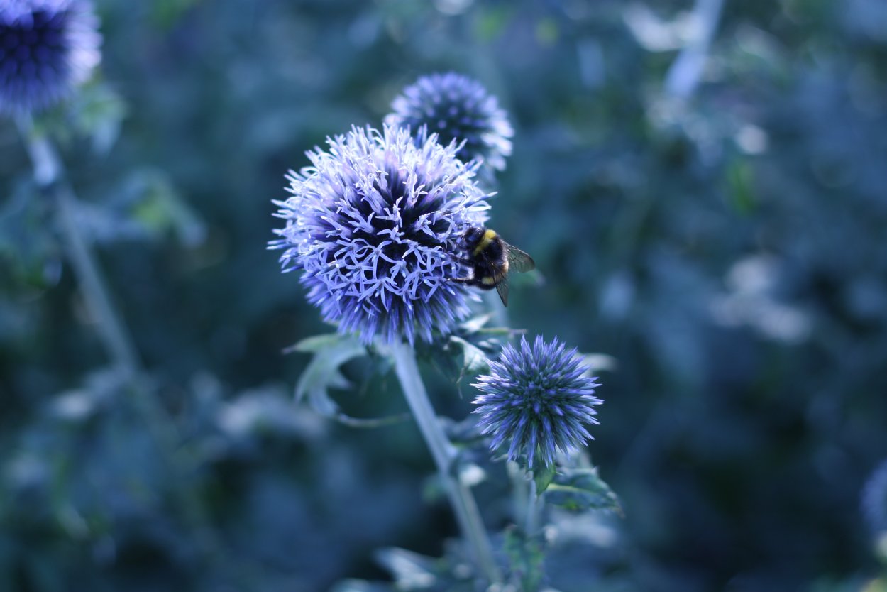 Чертополох макро