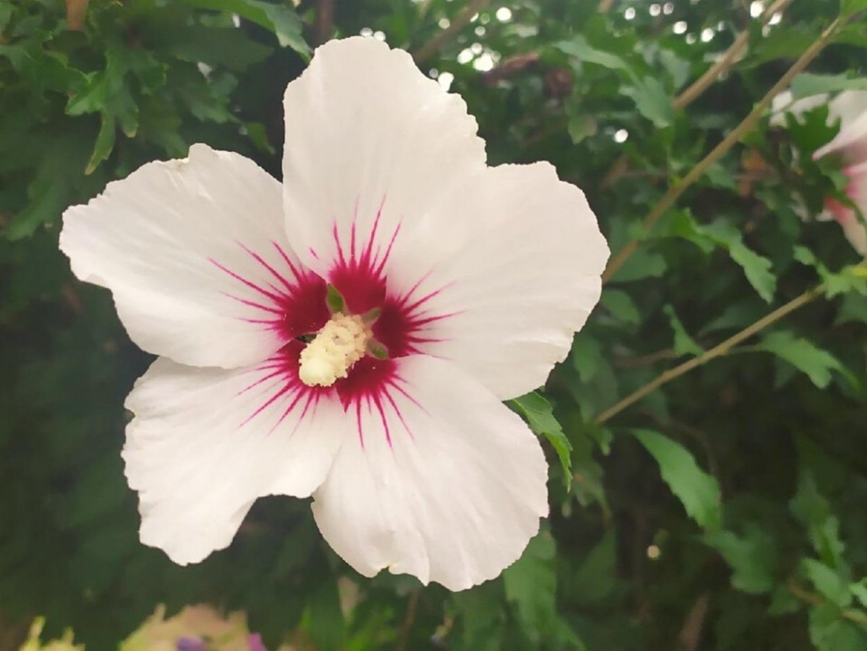 Гибискус Вильям Смит