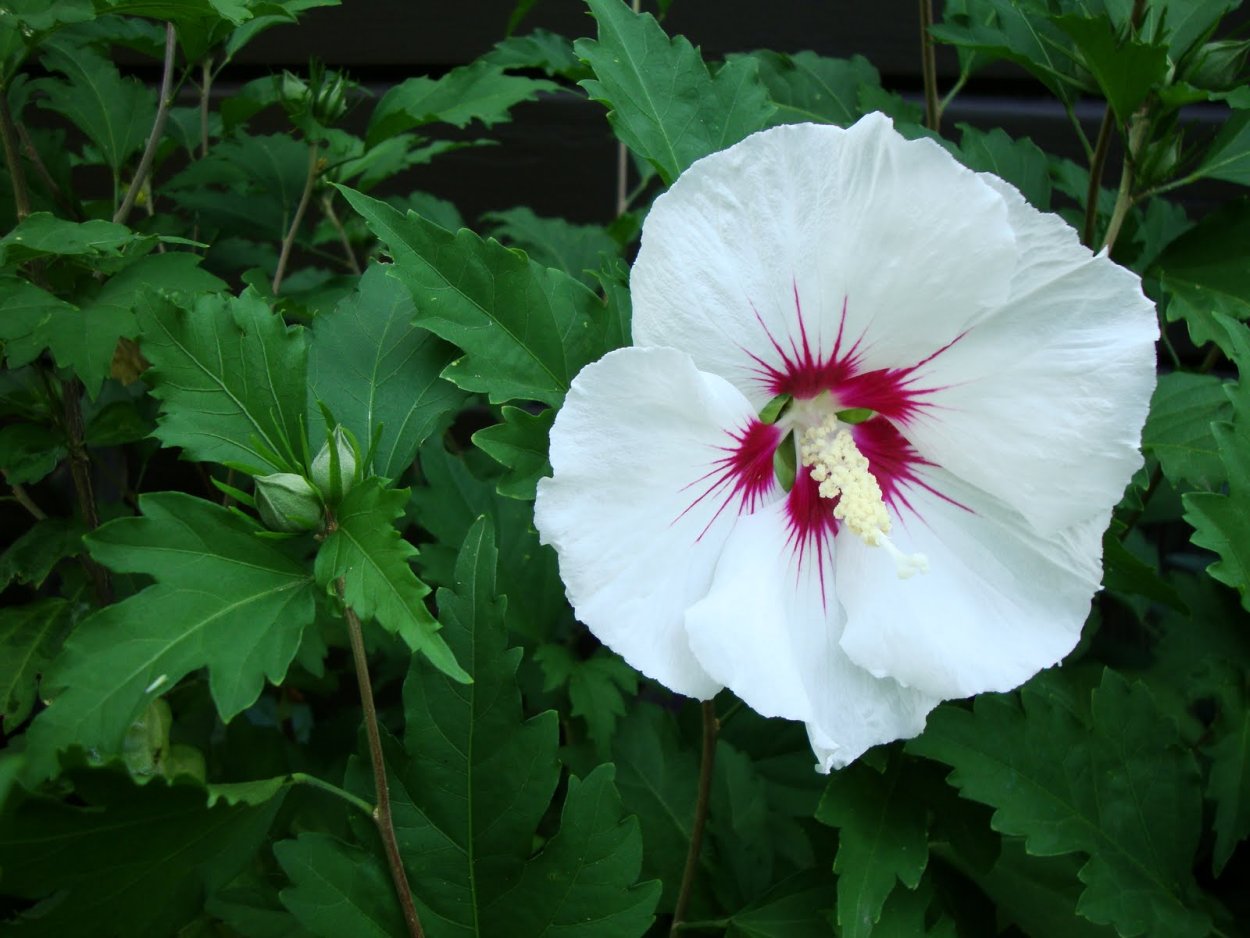 Гибискусы сирийские древовидные