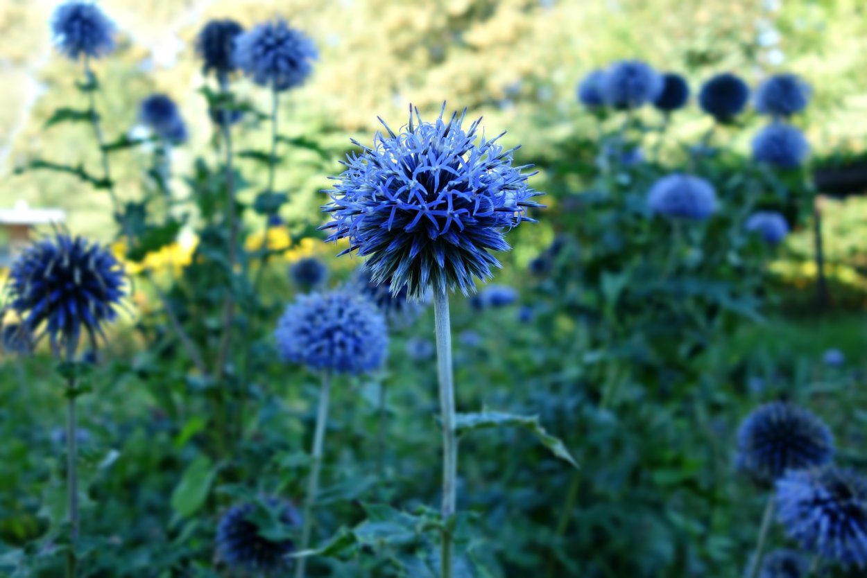 Чертополох цвет синий цвет