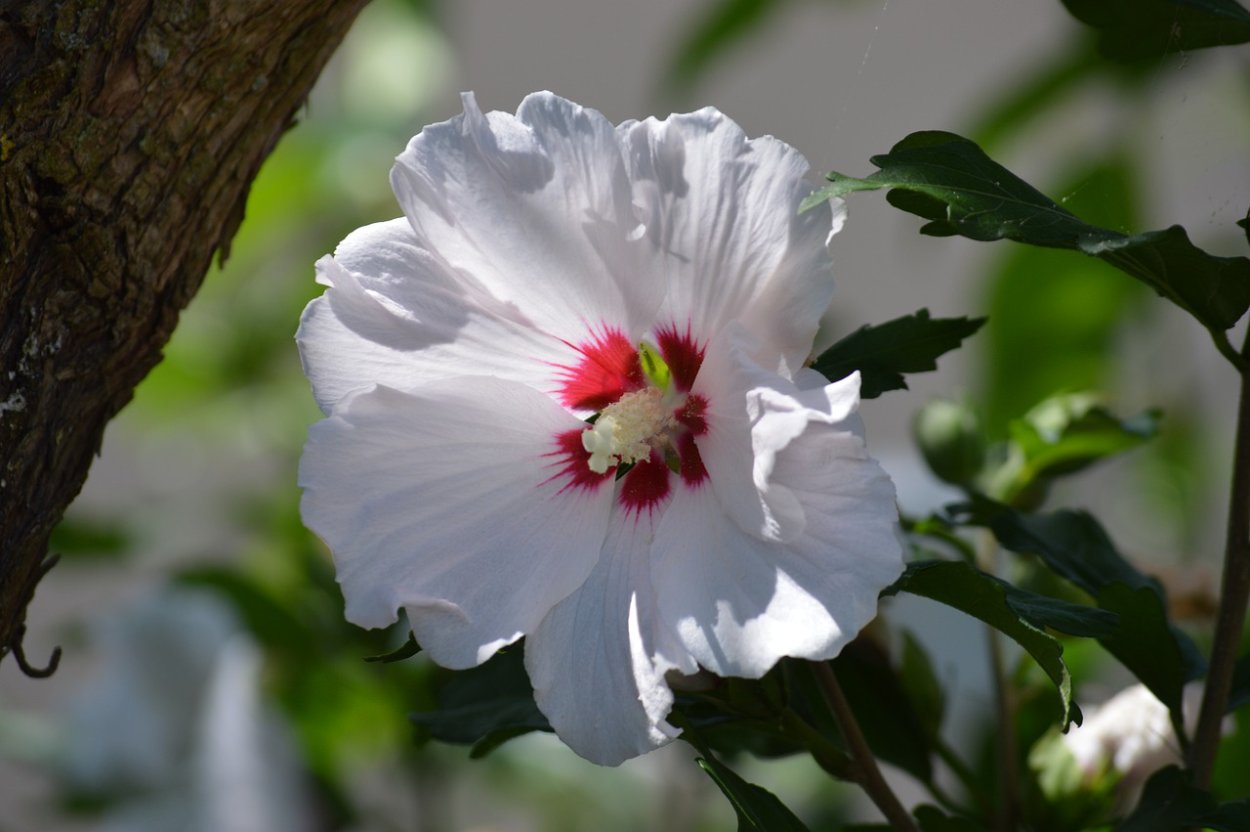 Гибискус травяной многолетний