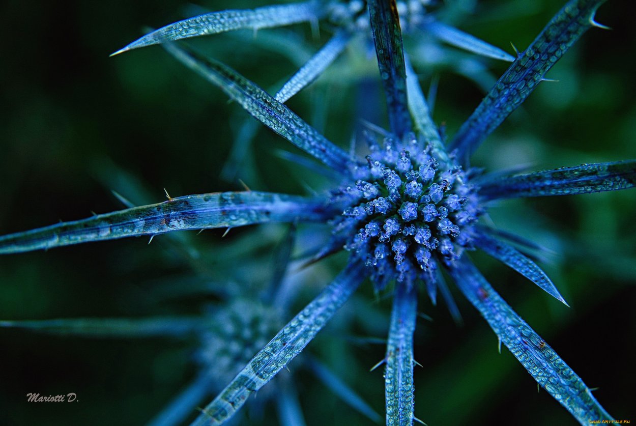 Колючка под микроскопом