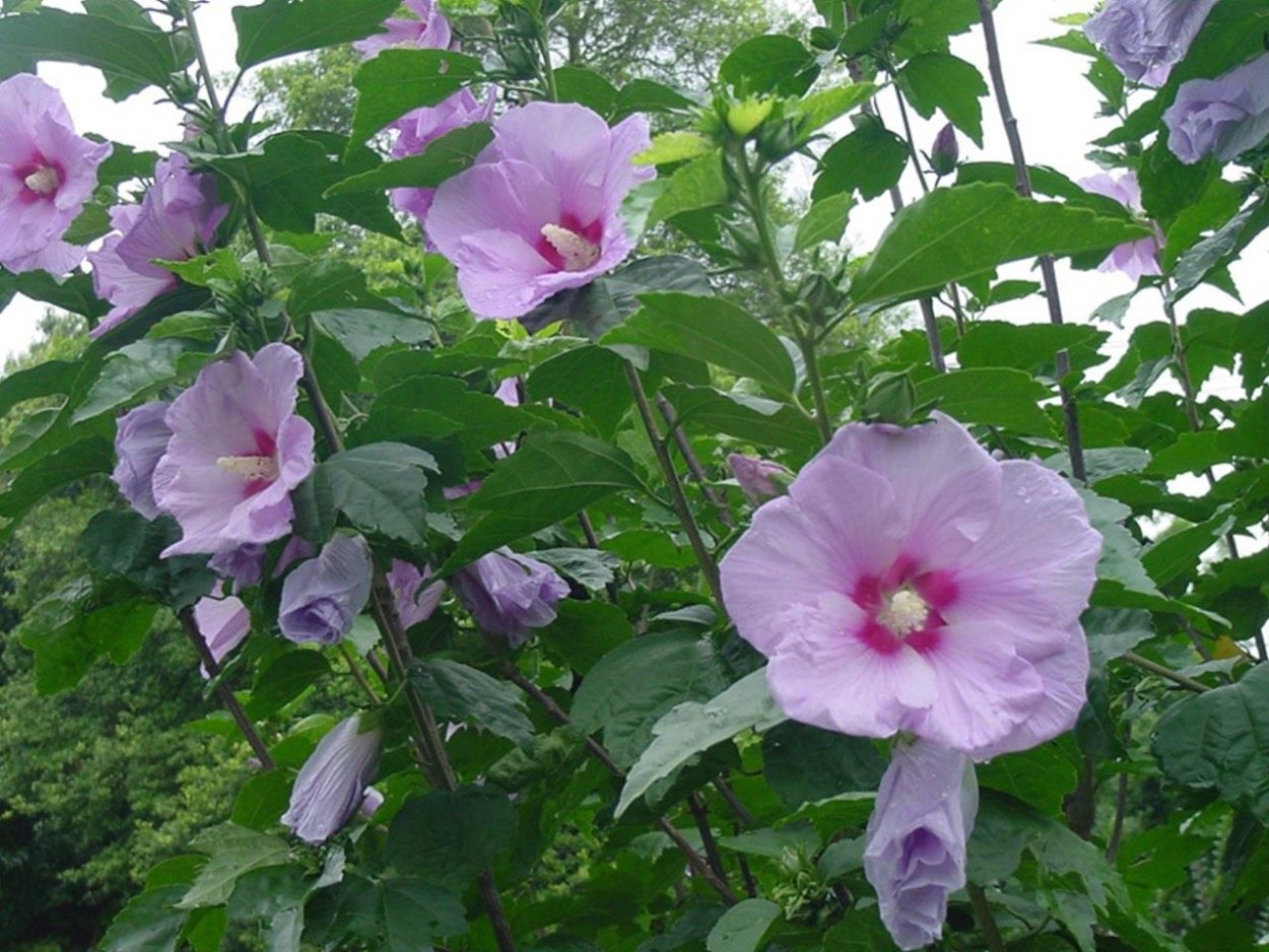 Гибискус Вильям Смит