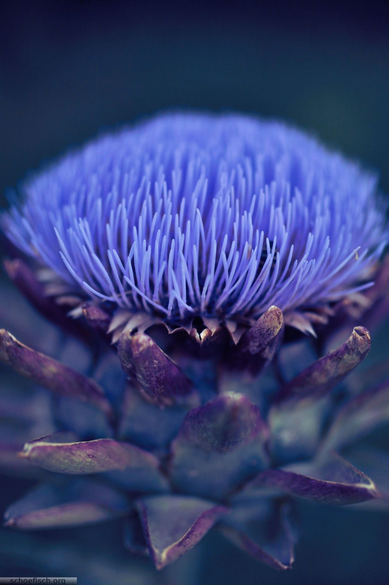 Необычные фиолетовые цветы