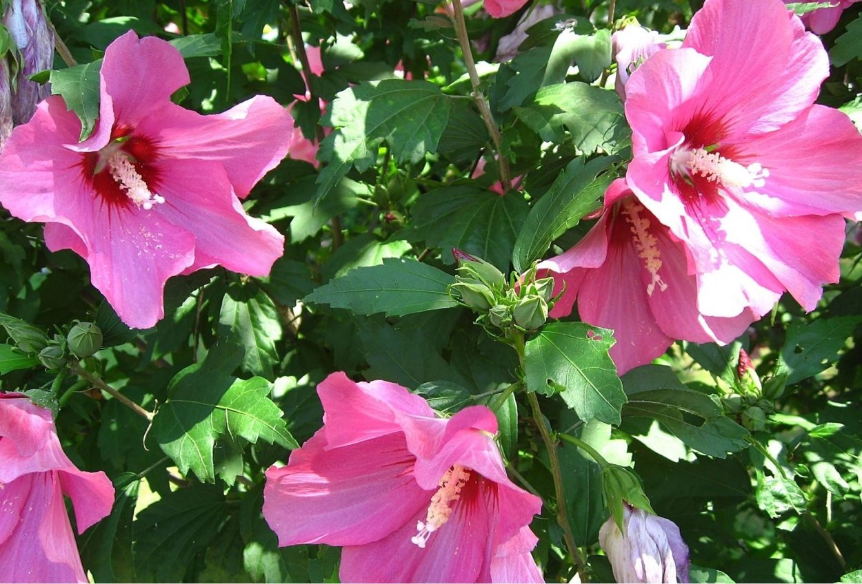 Гибискусы сирийские древовидные