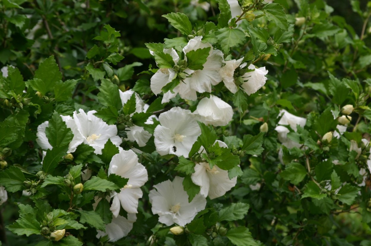 Гибискус древовидный белый