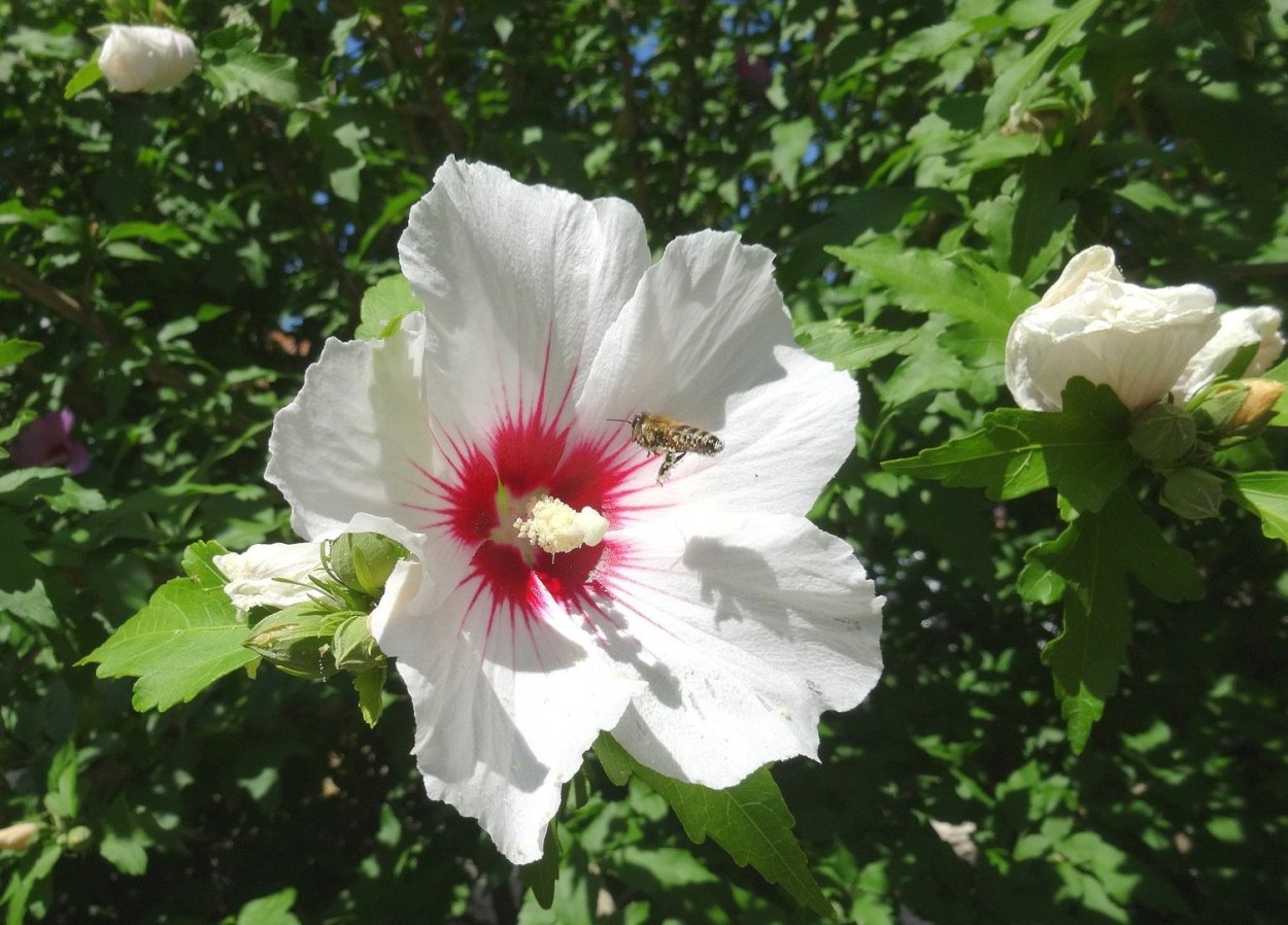 Сирийский гибискус садовый