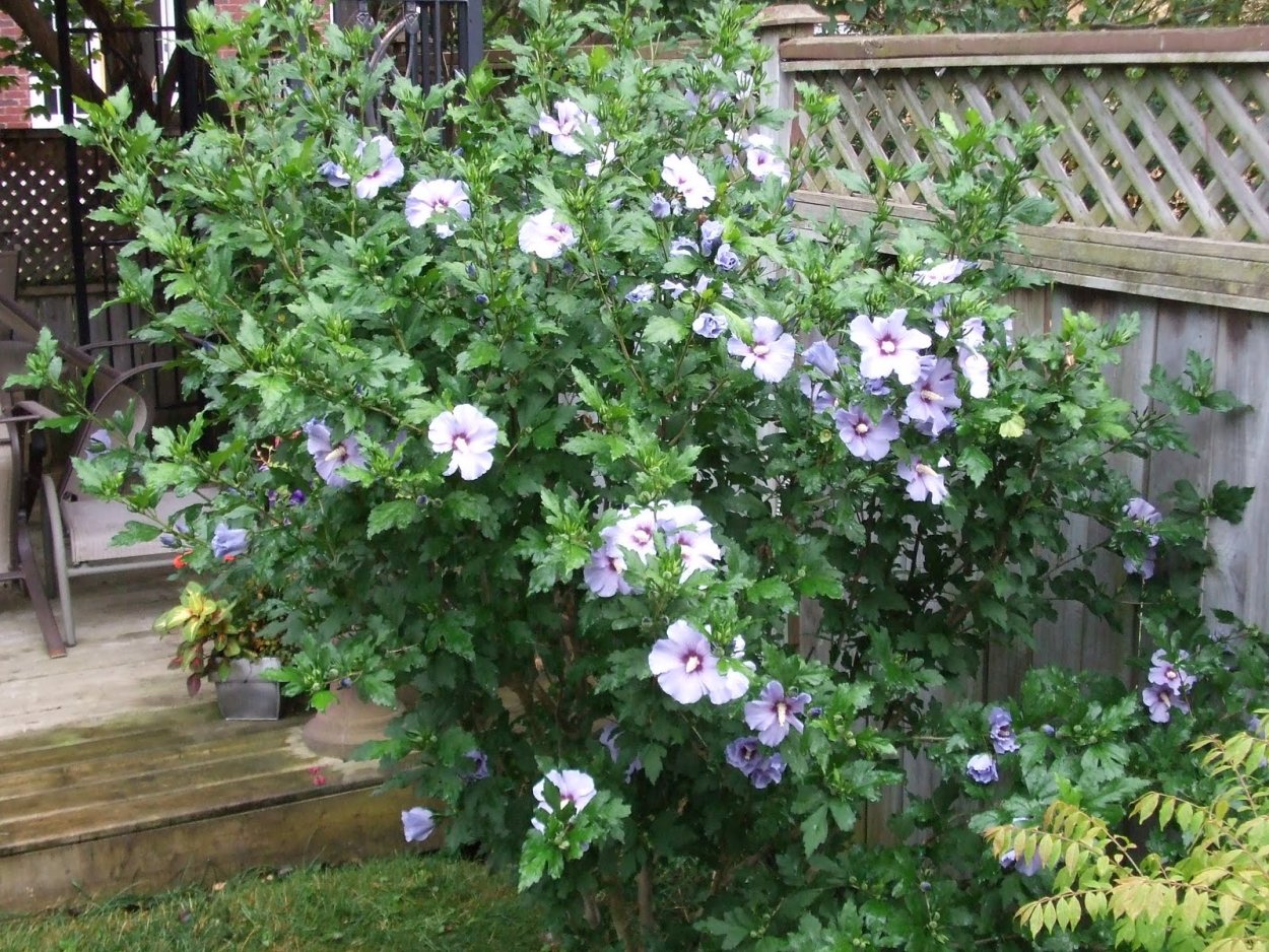 Дерево Plumeria acuminata