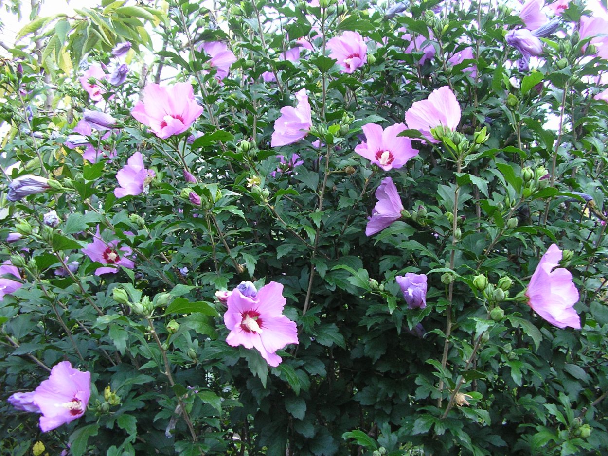 Гибискус сирийский Матильда