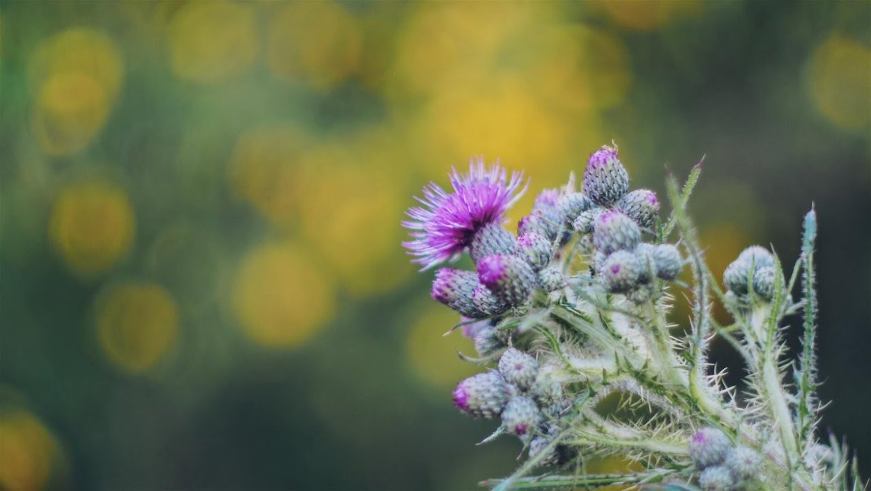 Чертополох фон