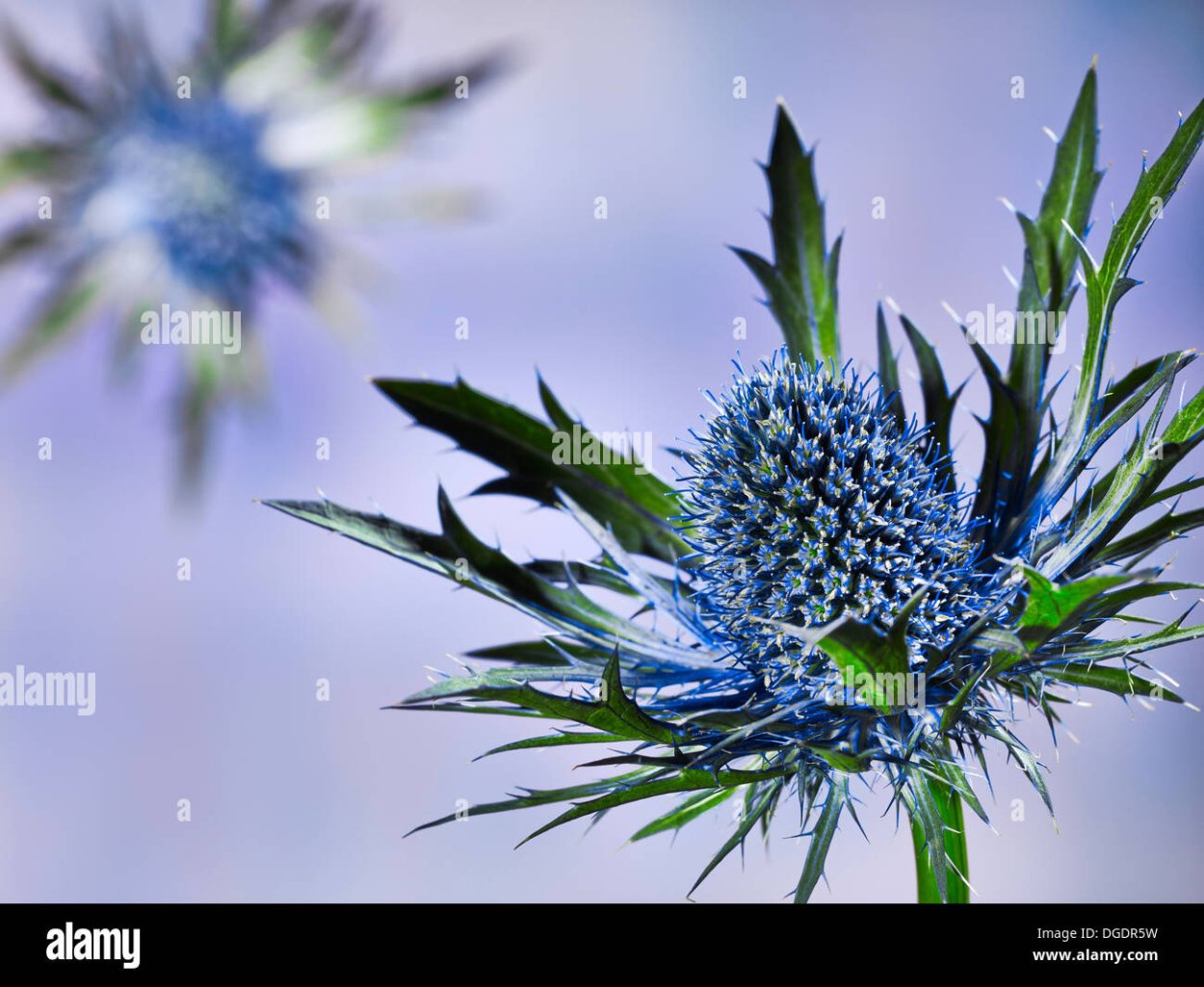 Синий чертополох на черном