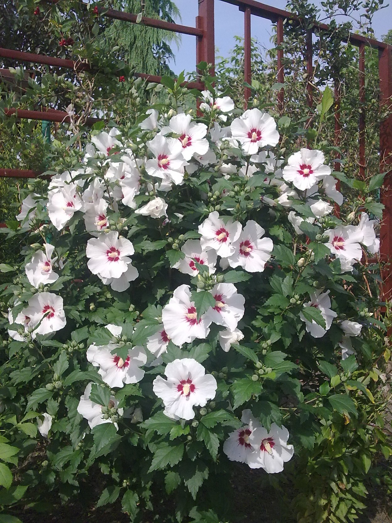 Гибискус садовый древовидный