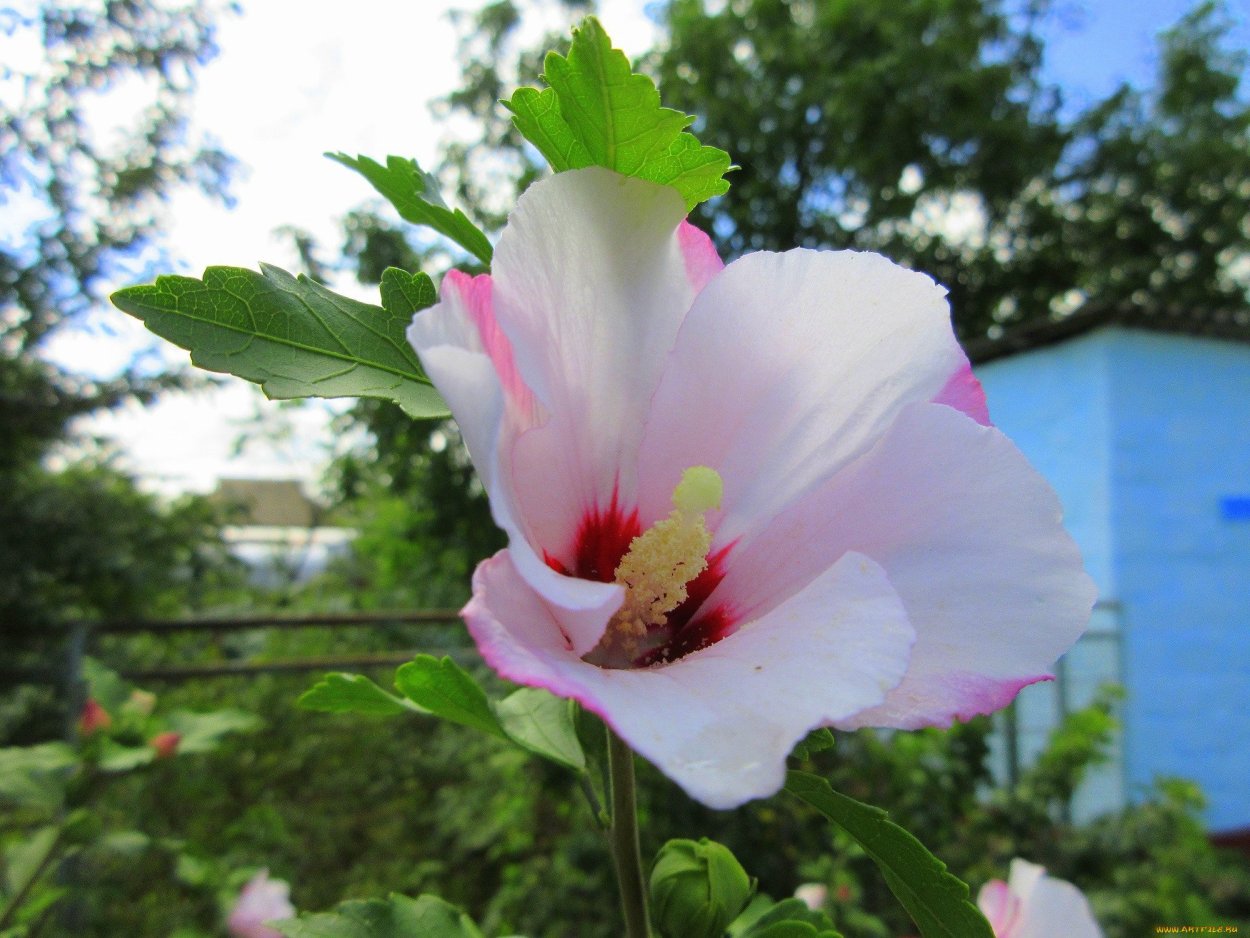Hibiscus White Flowers