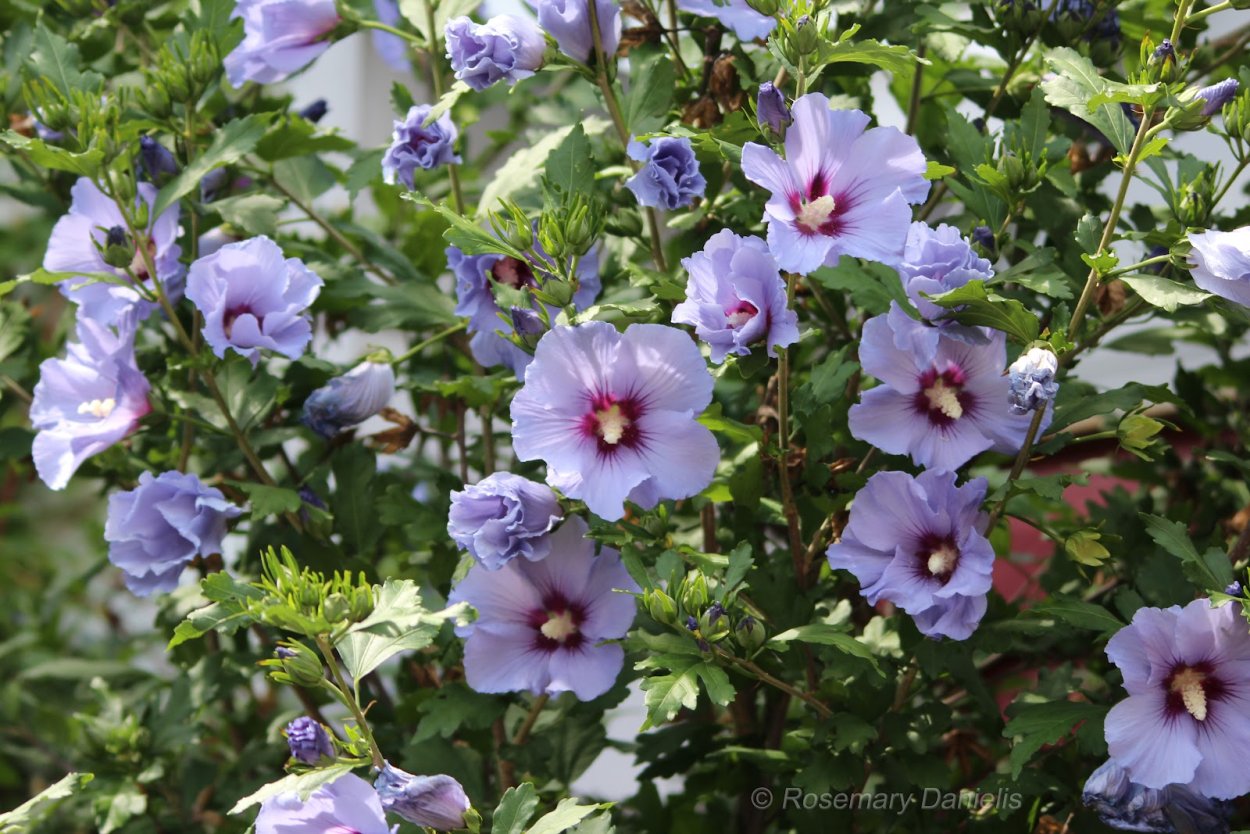 Гибискус сирийский ред Харт