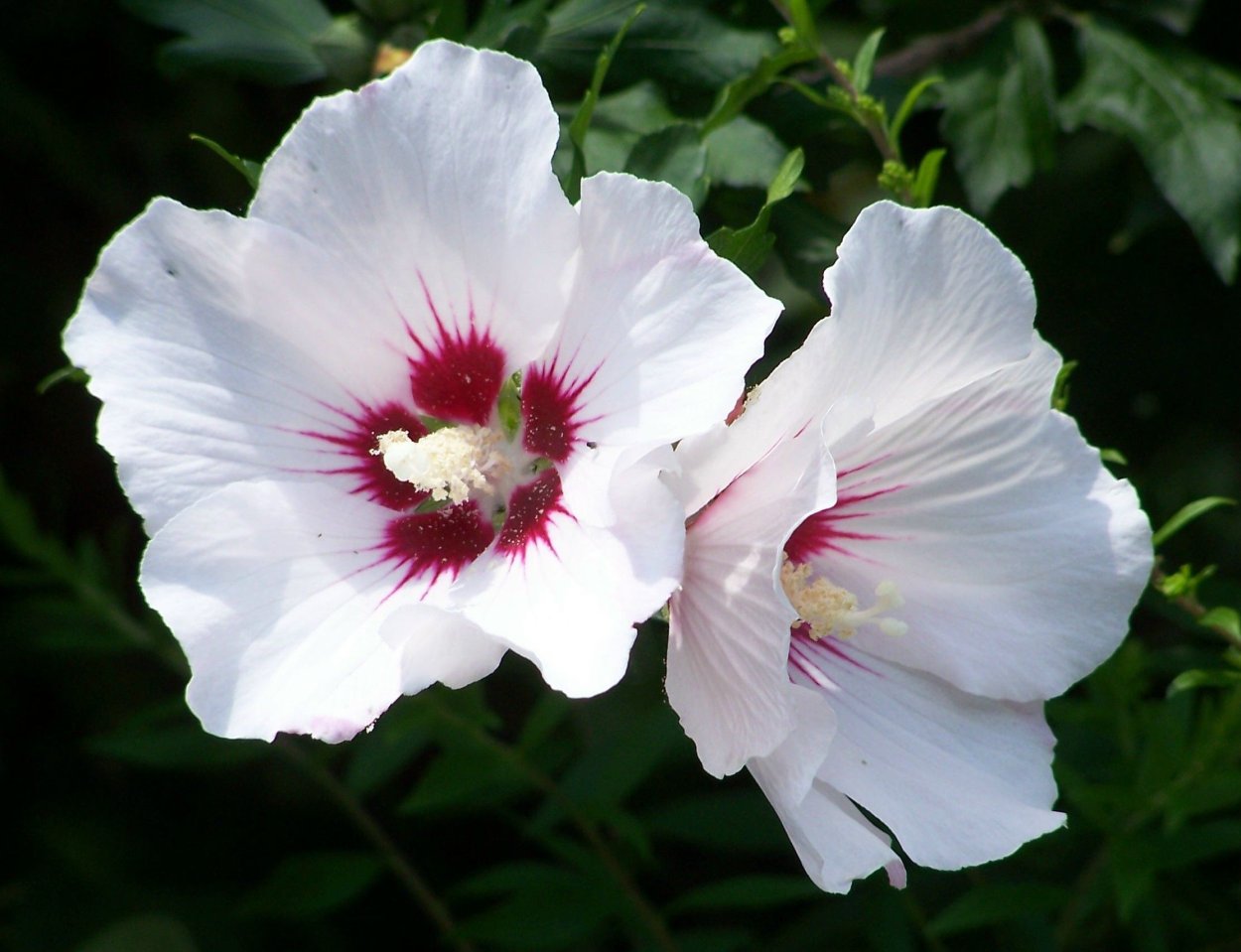 Гибискус сирийский