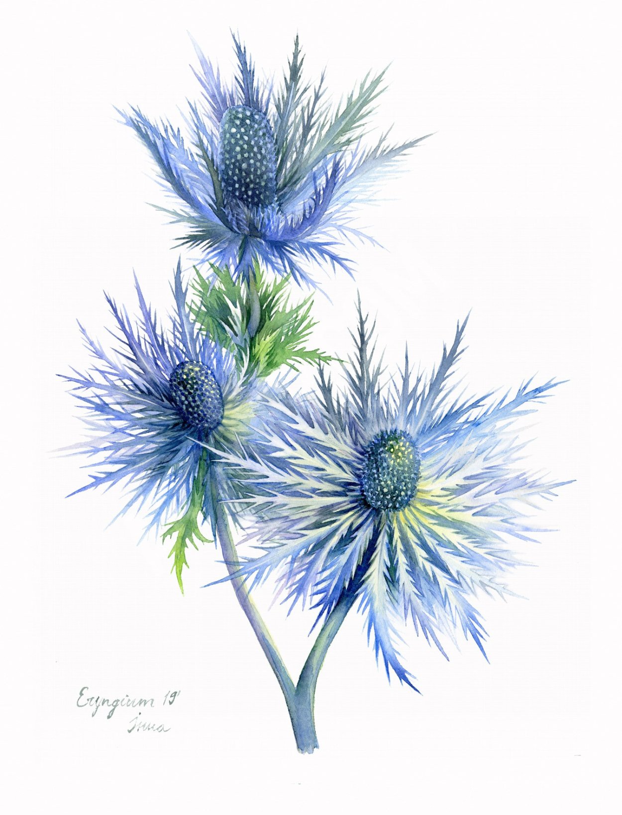 Синеголовник Ботаническая иллюстрация