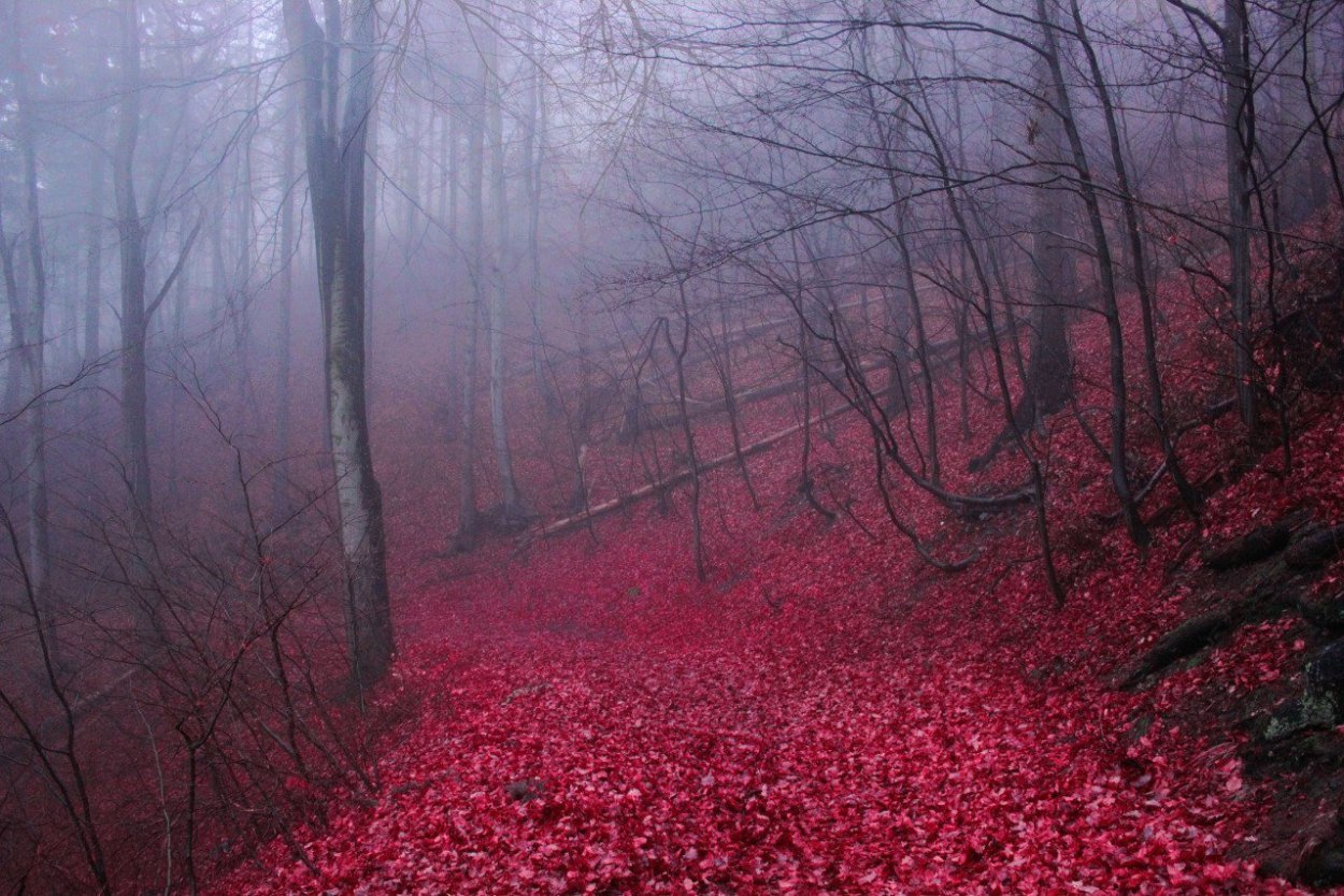 Красная аллея