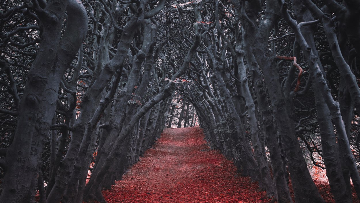 Красный лес