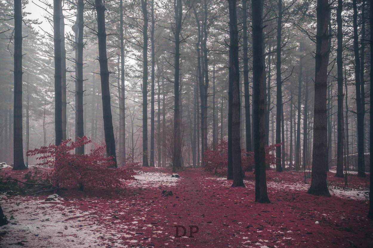 Красный лес