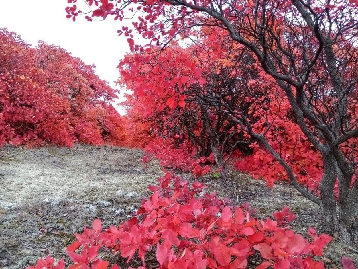 Красный лес