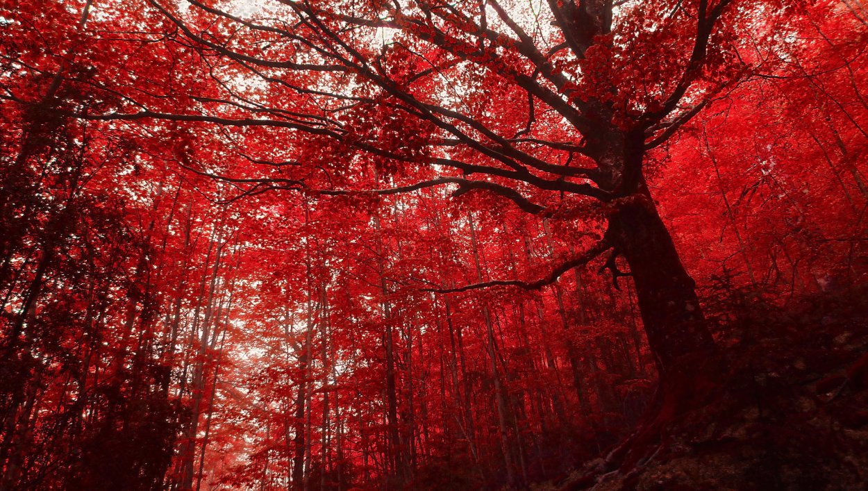 Красный лес