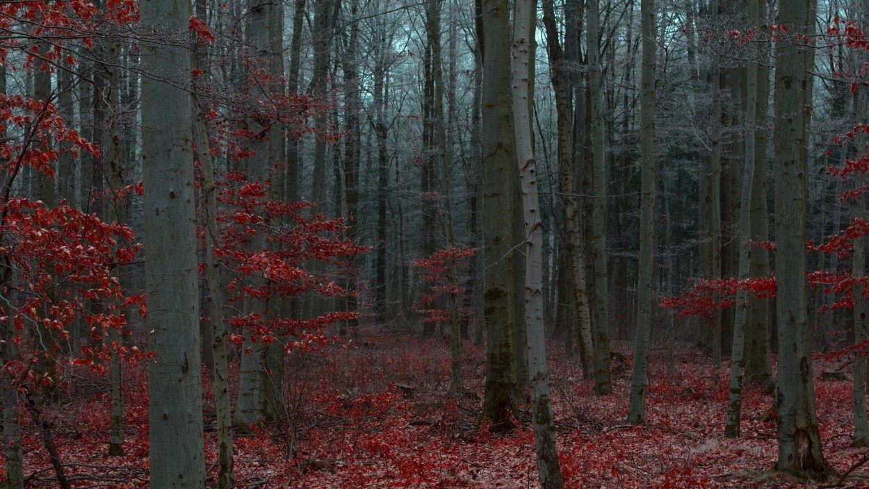 Лес Шварцвальд осенью