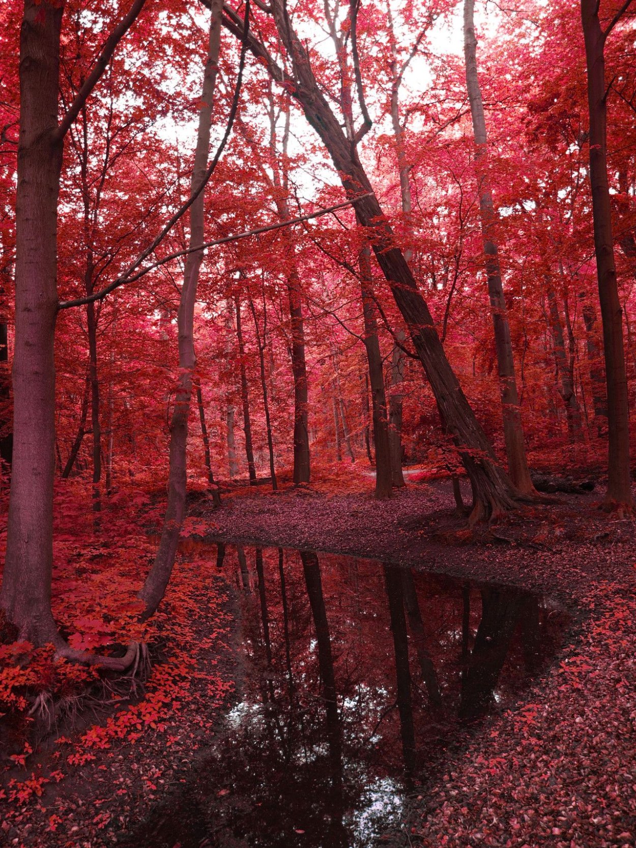 Багрянец Невилл