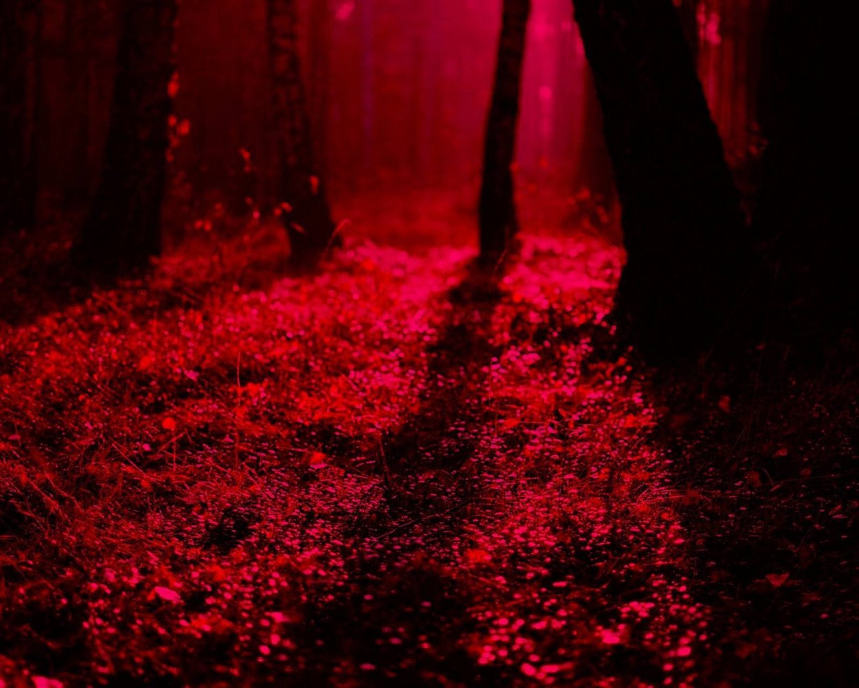 «Ночь в лесу»