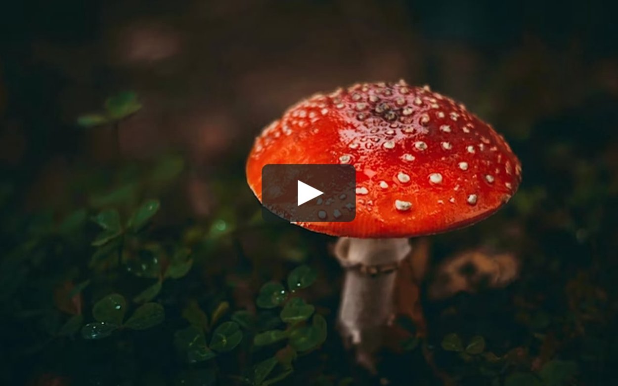 Мухомор красный ядовитый гриб