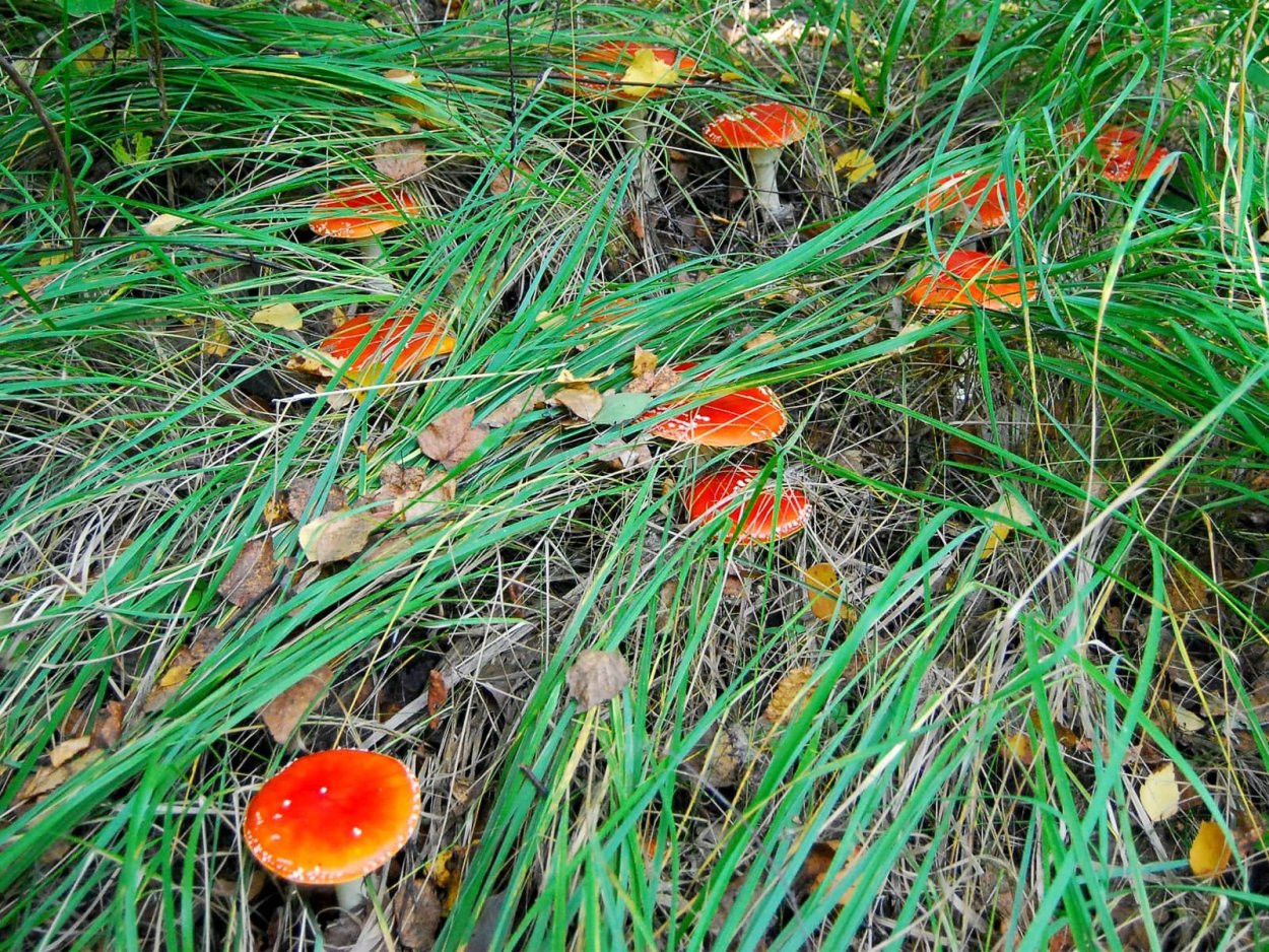 Мухомор пантерный и мухомор красный