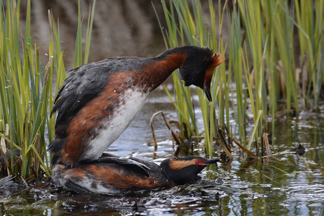 Большая поганка чомга