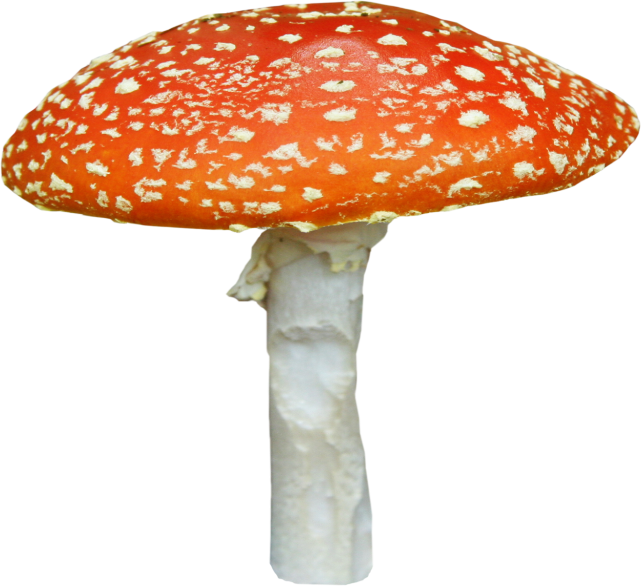 Утка поганка черная