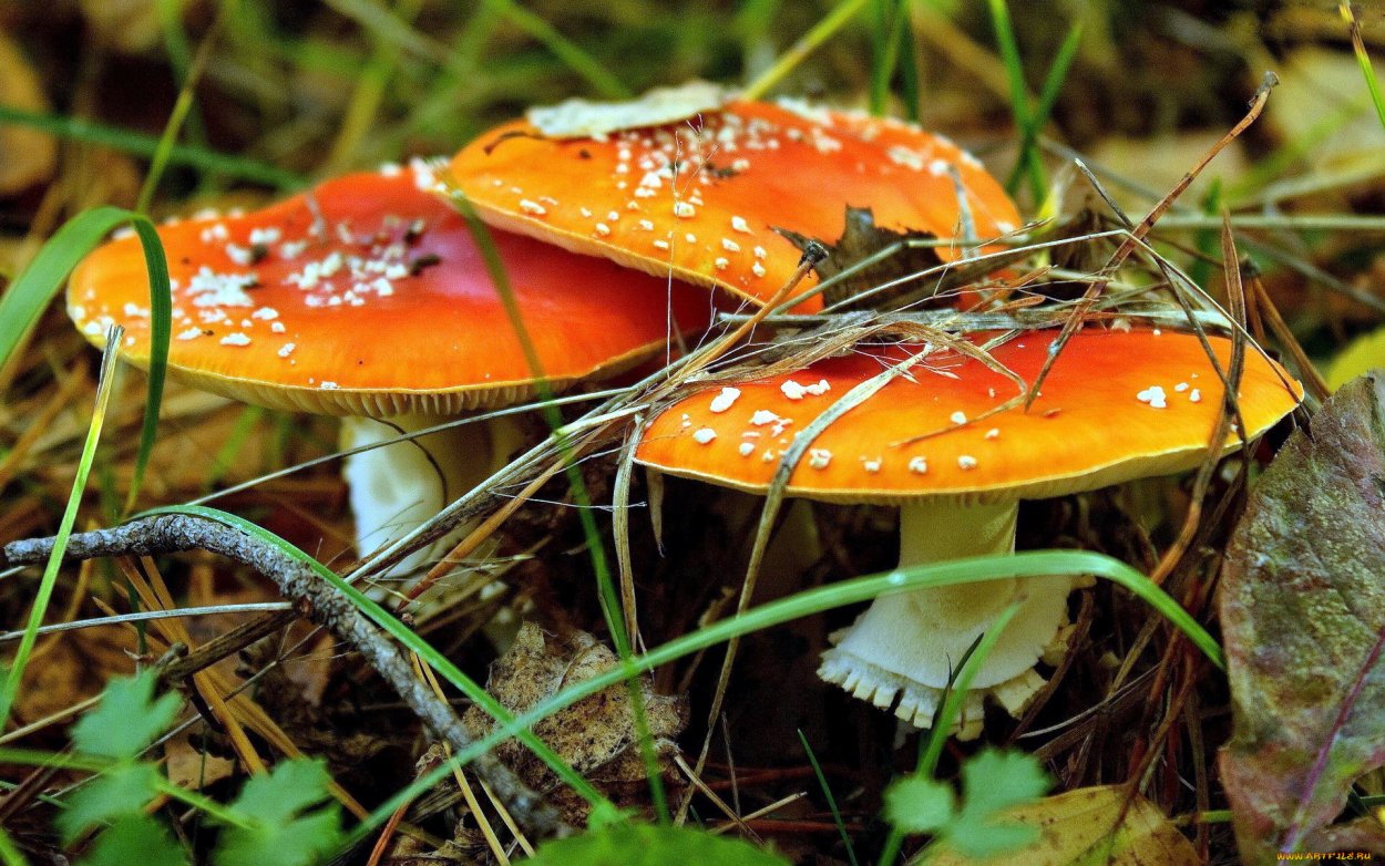 Мухомор Смита