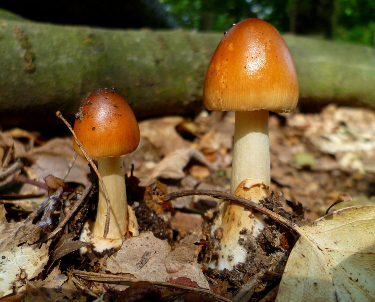 Симметрия в природе гриб