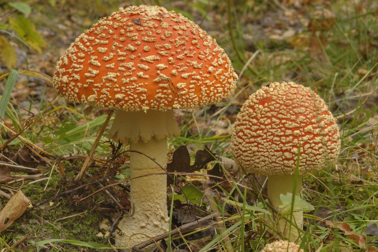 Поганки мультяшные