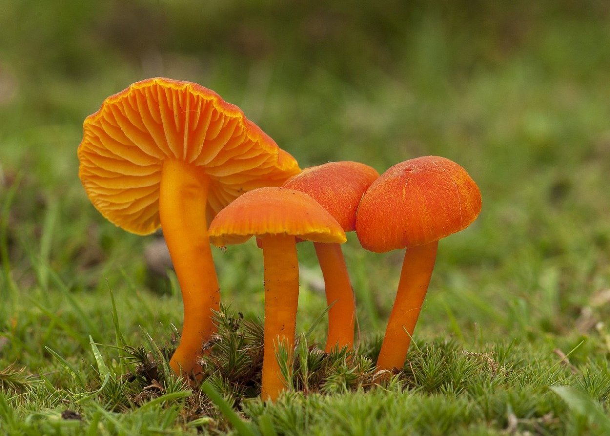 Поганки маслята