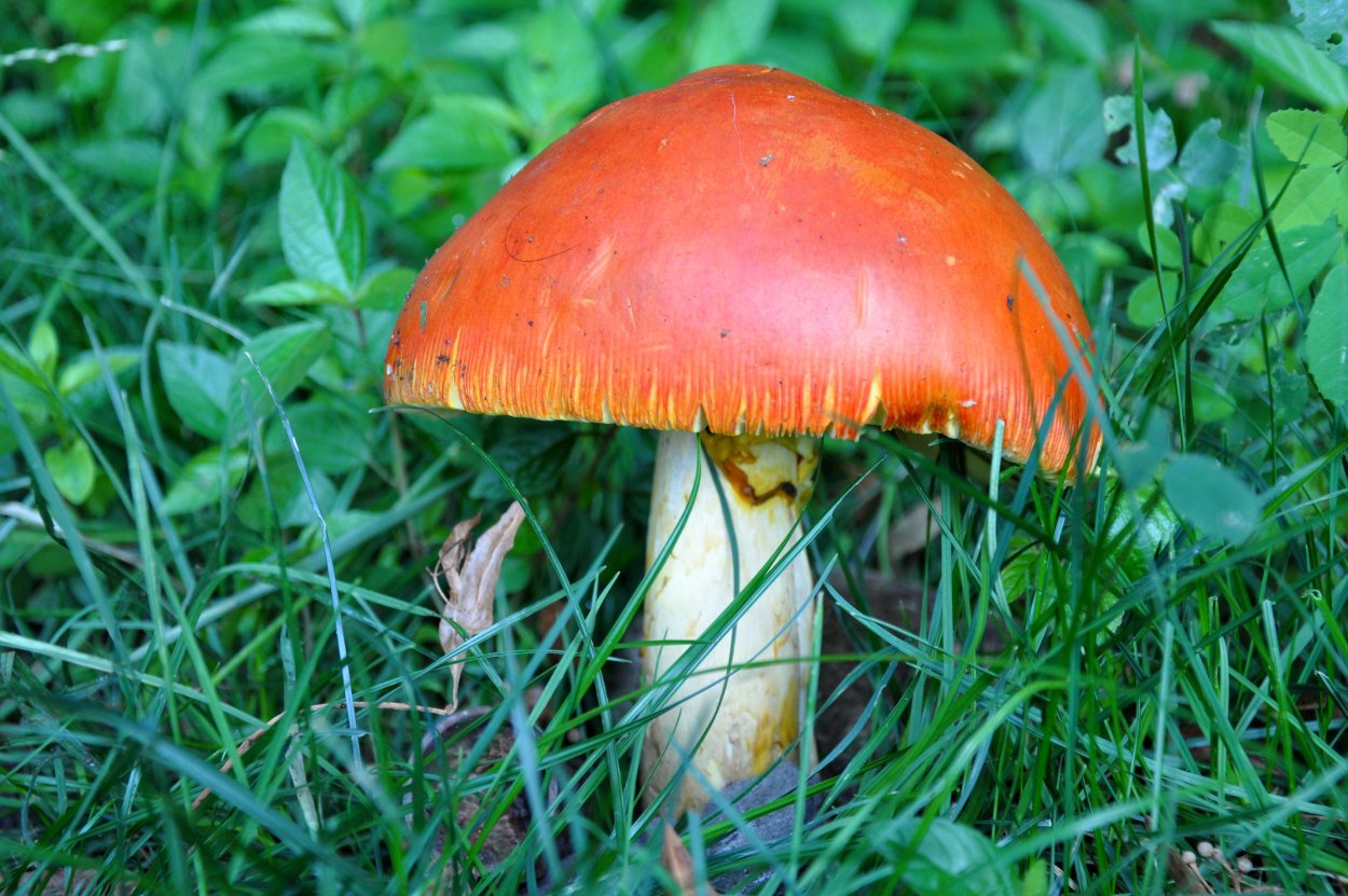 Ядовитые осенние грибы