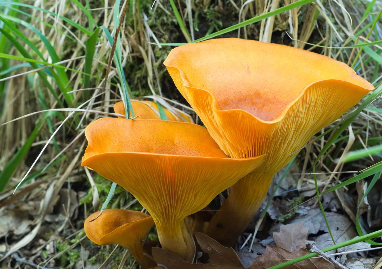 Гриб с оранжевой шляпкой