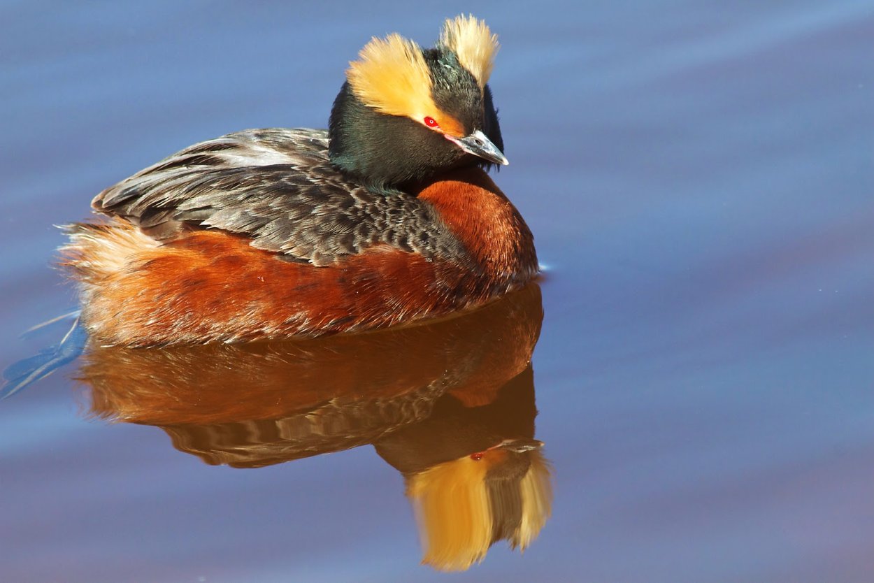 Мухомор вид сверху