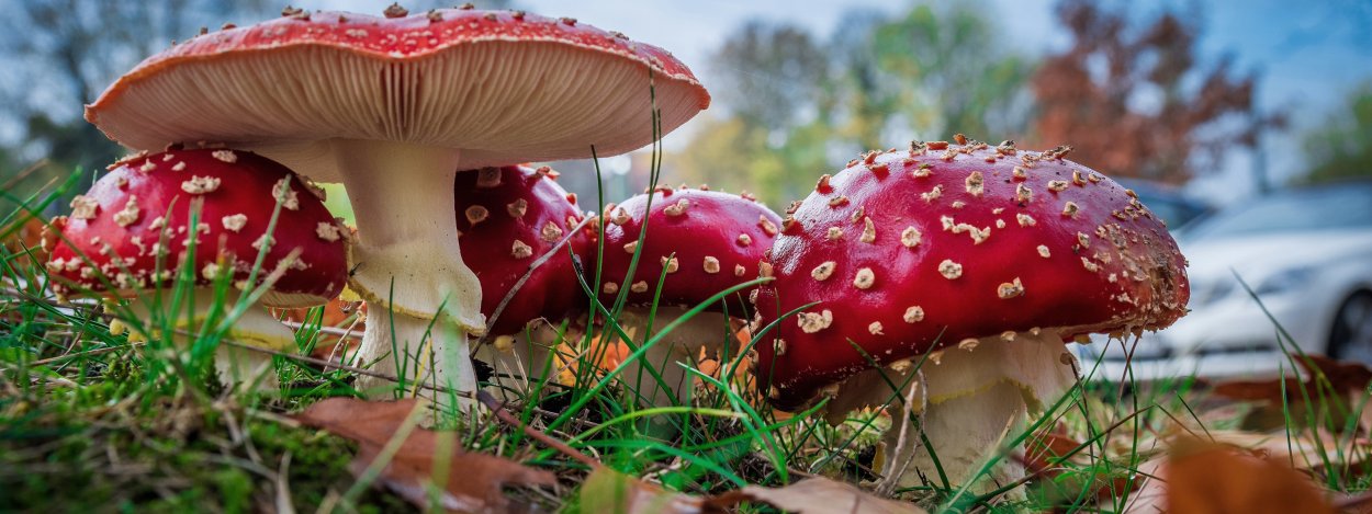 Поплавок жёлто-коричневый (Amanita fulva)
