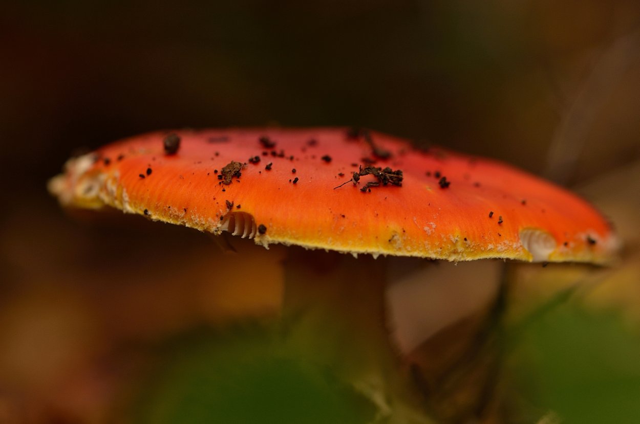 Маленькие оранжевые грибы