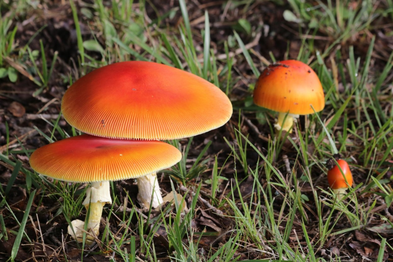 Оранжевая поганка