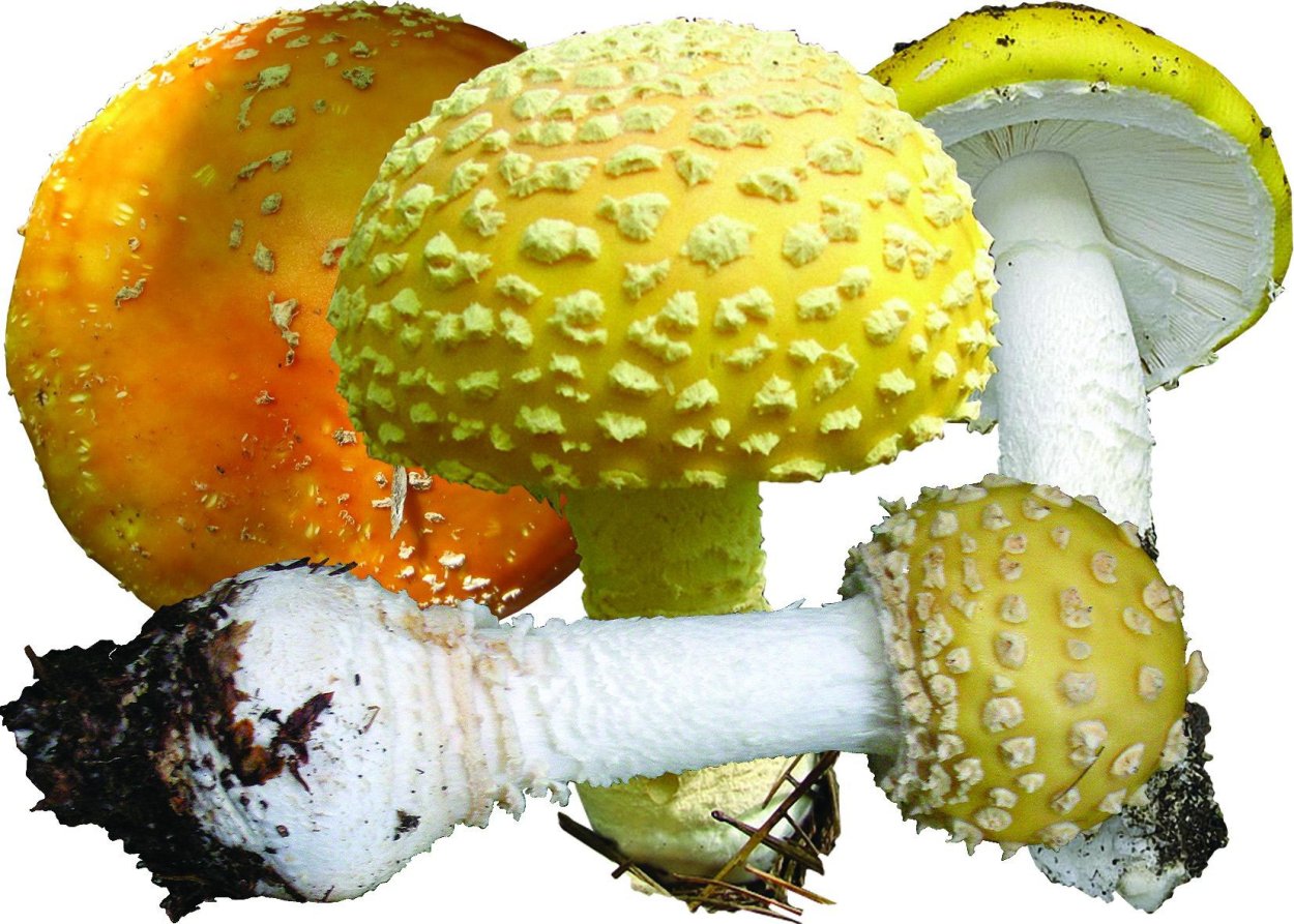 Гриб ораньжевая Горкуша
