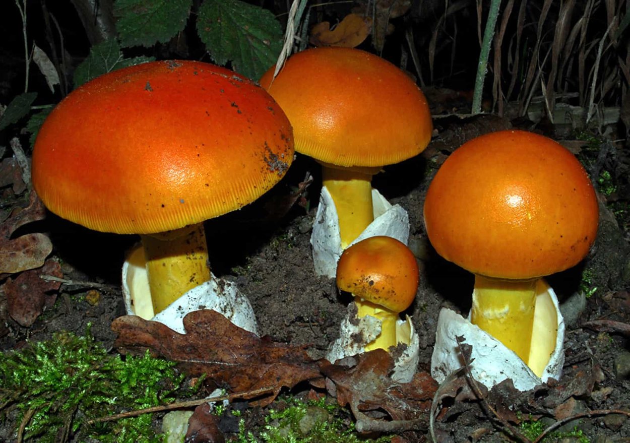 Гриб Amanita Jackson