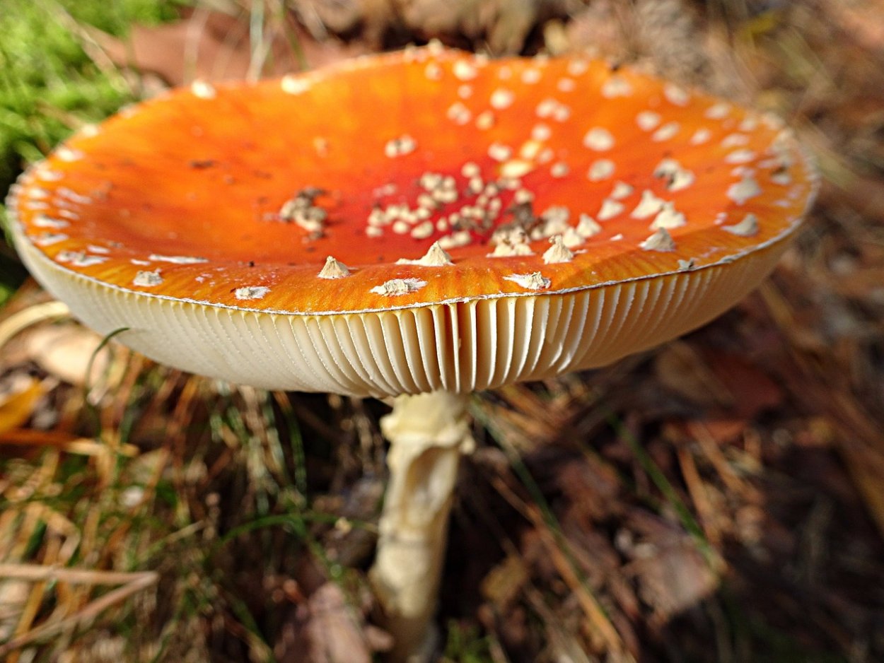 Поплавок жёлто-коричневый (Amanita fulva)