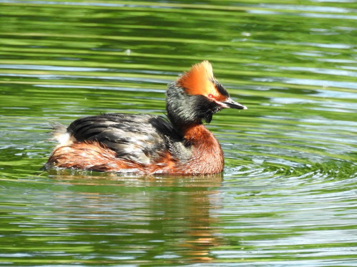 Утка нырок чомга